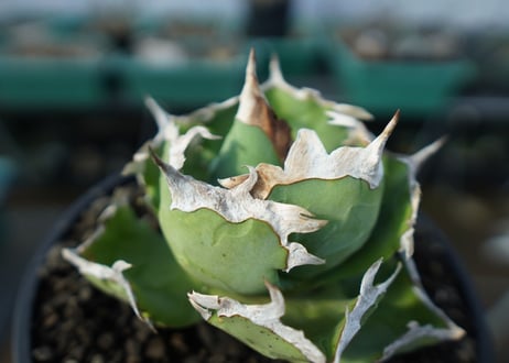 アガベ　チタノタ　螃蟹　Agave titanota Crab