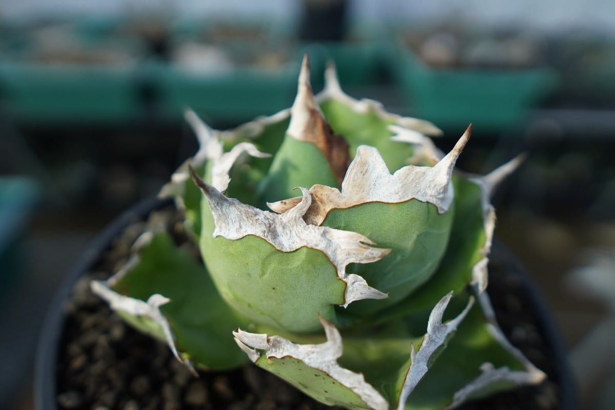 アガベ チタノタ 螃蟹 Agave titanota Crab | mana's green: アガベ チタノタ 螃蟹 Agave titanota Crab | mana's green: