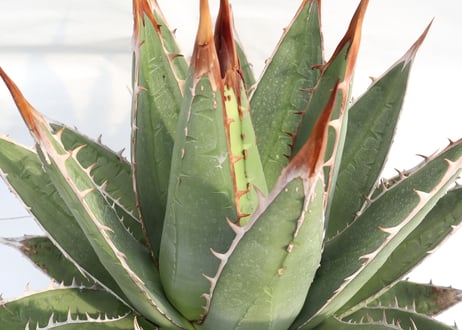 Agave purpusorum