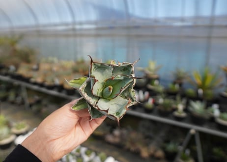 agave titanota ブラック＆ブルー　No.8