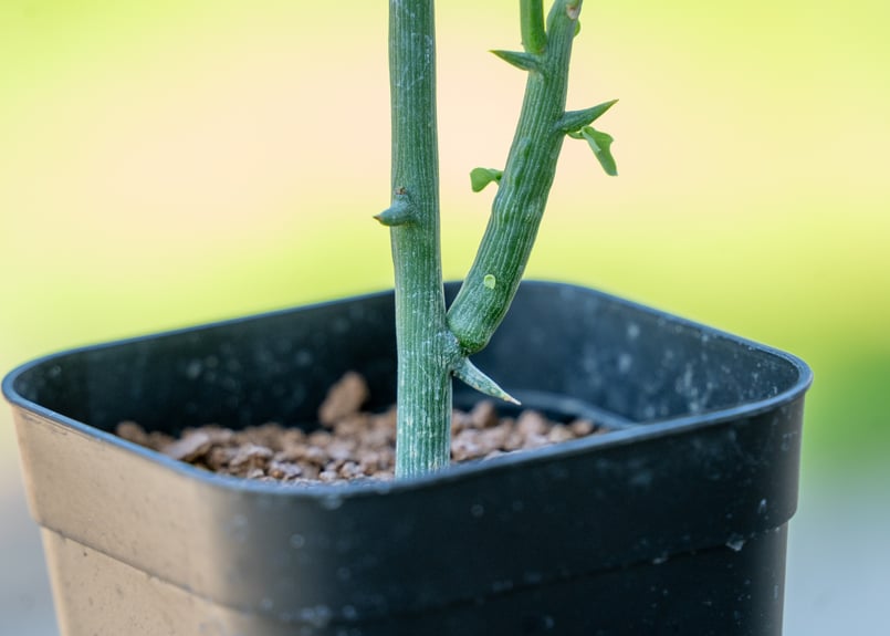 アデニア グロボーサ | mana's farm:塊根植物・アガベ・ドライ