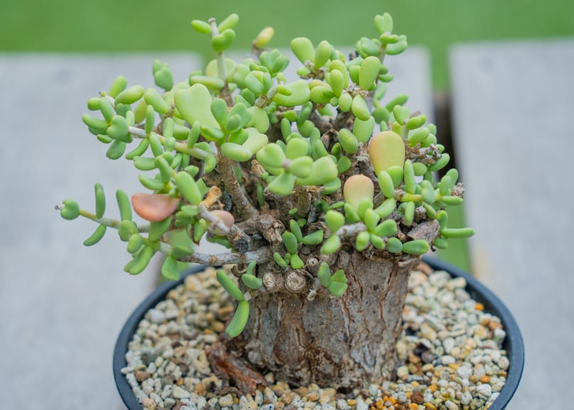 ケラリア　ピグマエア　現地球　多肉植物　塊根植物　観葉植物　珍奇植物 ケラリア ピグマエア 現地球 ケラリアピグマエア ケラリアピグマエア④