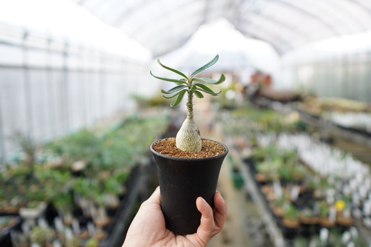 パキポディウム　ビスピノーサム　塊根植物 パキポディウム・ビスピノーサム(Pachypodium bispinosum