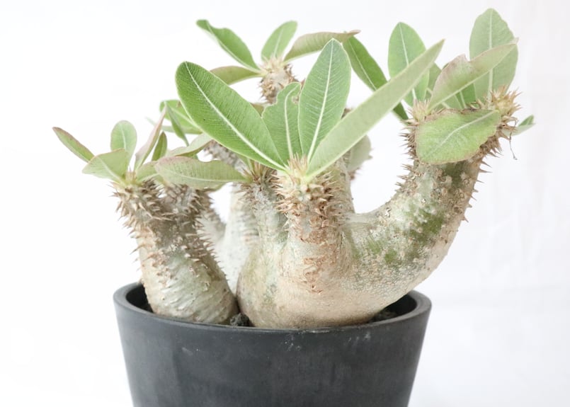 パキポディウム デンシフローラム 三頭株 | mana's farm:塊根植物