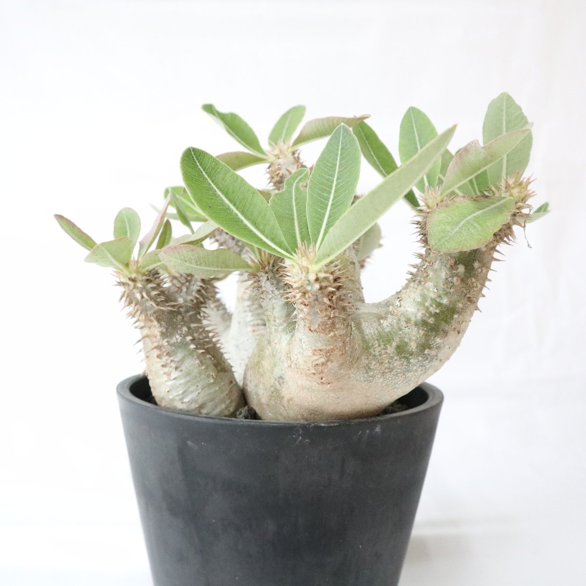 パキポディウム　デンシフローラム　塊根植物 パキポディウム デンシフローラム 3.5号鉢入り 塊根植物