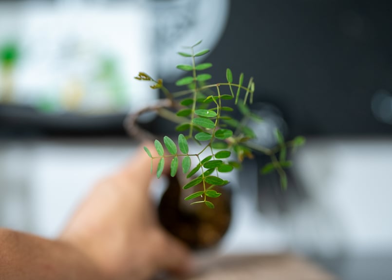 現品】デロニクス・デカリー Delonix decaryi 10号 4T番｜Amazon