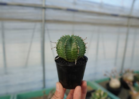 ユーフォルビア　スーパーバリダ　Euphorbia super valida  No.3
