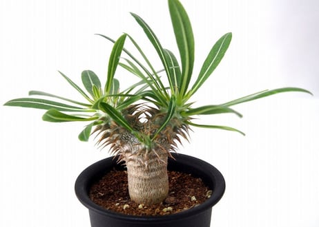 Pachypodium densiflorum パキポディウム　デンシフローラム　シバ女王の玉櫛