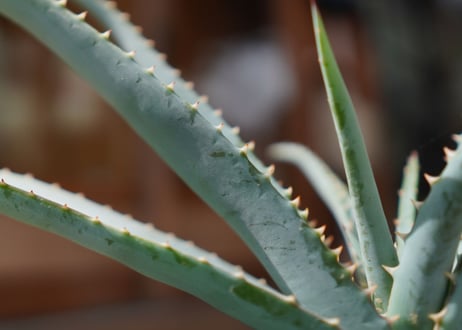 アロエ スプラフォリアータ Aloe suprafoliata