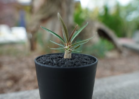 CATEGORY パキポディウム | mana's farm:塊根植物・アガベ