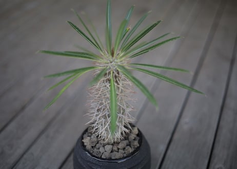パキポディウム   ラメリー Pachypodium lamerei