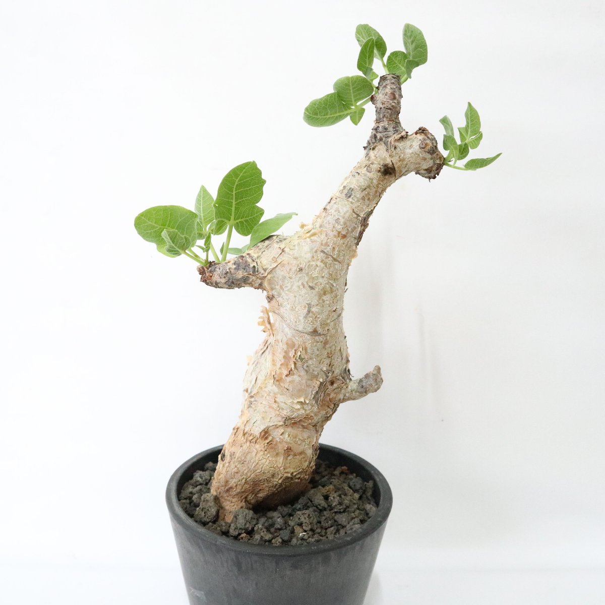 コミフォラ グイドッティ | mana's farm:塊根植物・アガベ・ドライ