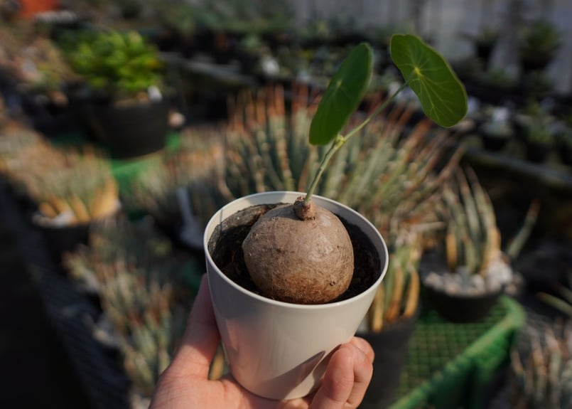 ステファニア エレクタ Stephania erecta NO.2 | mana's farm