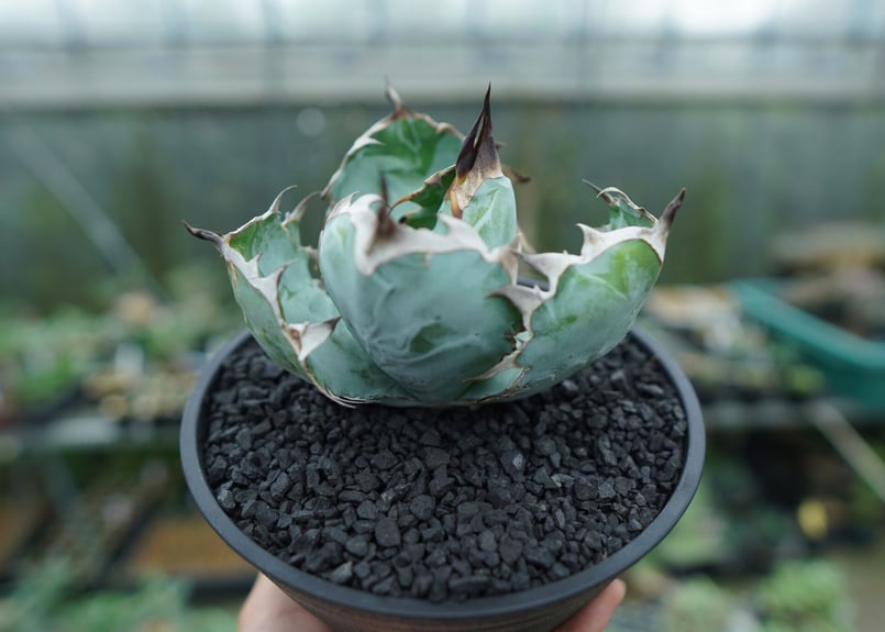 現品】 アガベ チタノタ オテロイ ブラックアンドブルー BB 特大株