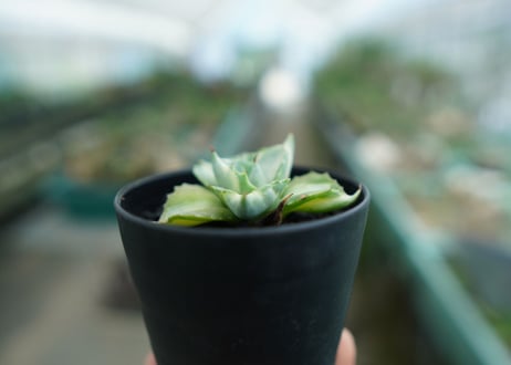 アガベ　王妃雷神錦　Agave　“Ohi Raijin Nishiki ”　No.2