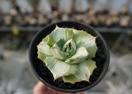 アガベ　王妃雷神錦　白中斑　Agave　“Ohi Raijin Nishiki Shironakahu”   No.1