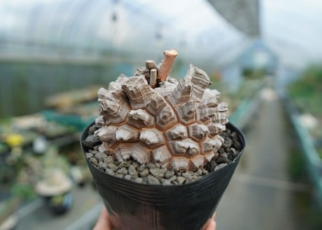 【長谷川園芸産】亀甲竜　Dioscorea elephantipes　No.1