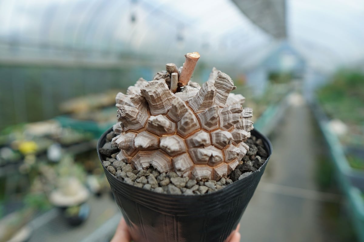 長谷川園芸産】亀甲竜 Dioscorea elephantipes No.1 | mana'