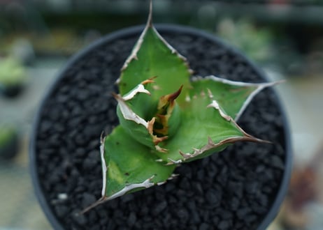 アガベ　チタノタ 　Agave titanota　No.8