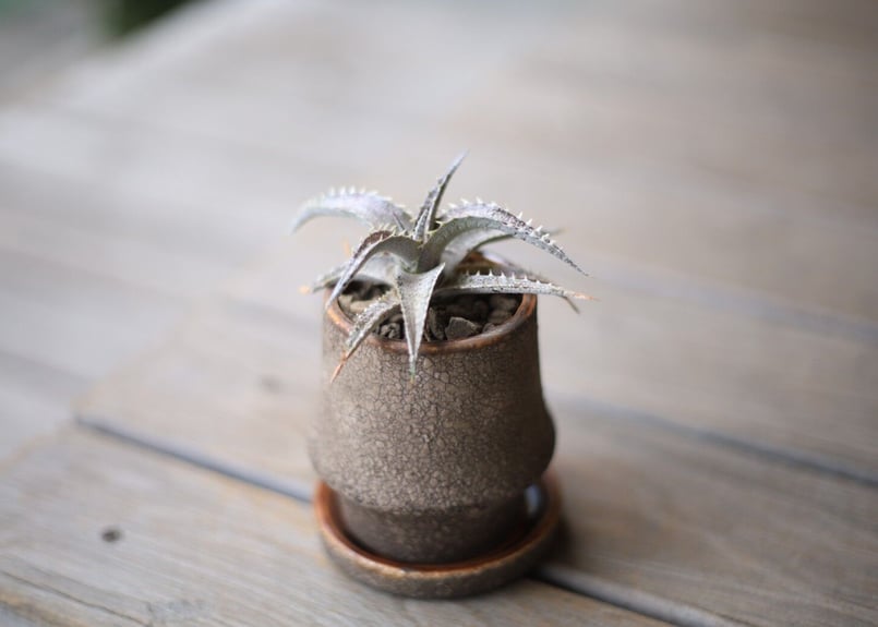 ディッキア Dyckia | mana's farm:塊根植物・アガベ・ドライガーデン