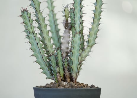 Euphorbia greenwayii