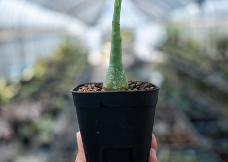 アデニア グラウカ  Adenia glauca　NO.4
