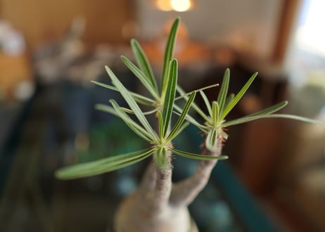 パキポディウム　グラキリス　 Pachypodium Gracilius