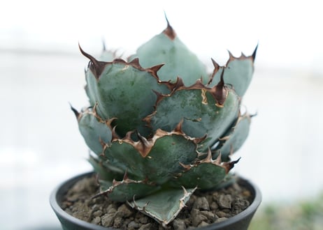 アガベ　チタノタ　 ブラックアンドブルー 　Agave titanota black and blue　NO.2