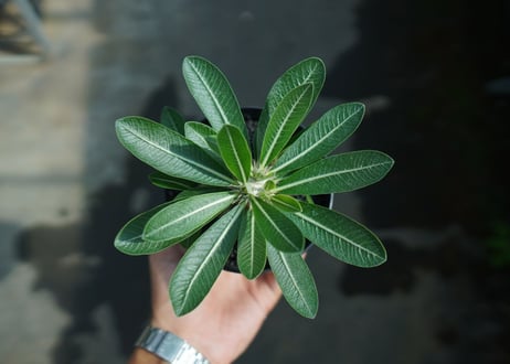 パキポディウム　恵比寿大黒　Pachypodium Densicaule　No.10