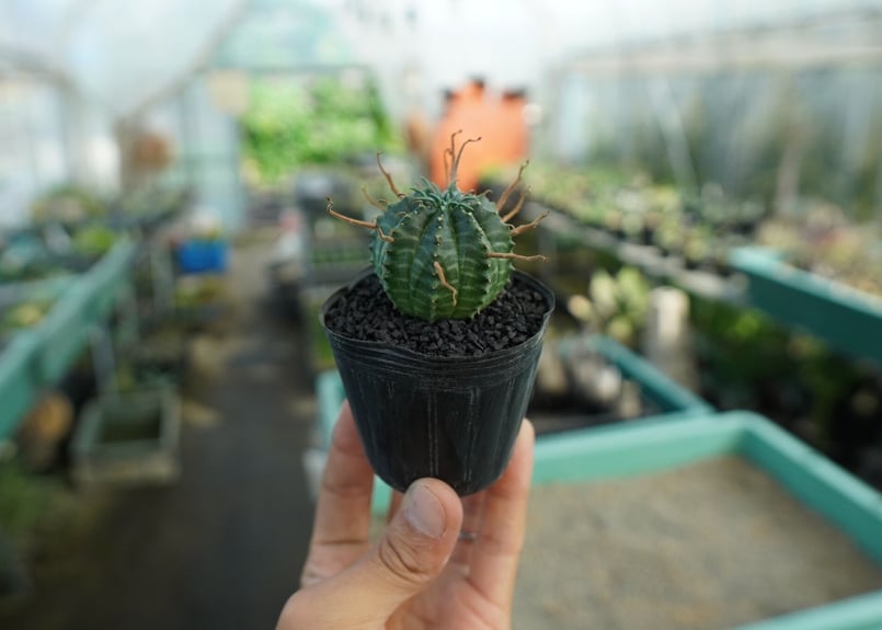 ユーフォルビア スーパーバリダ Euphorbia super valida No.9 |