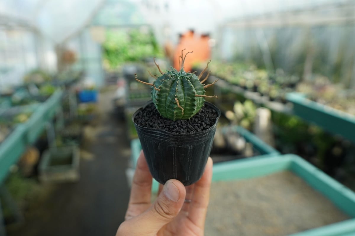 ユーフォルビア スーパーバリダ Euphorbia super valida No.9 |