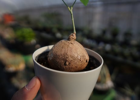 ステファニア　エレクタ　Stephania erecta　NO.2