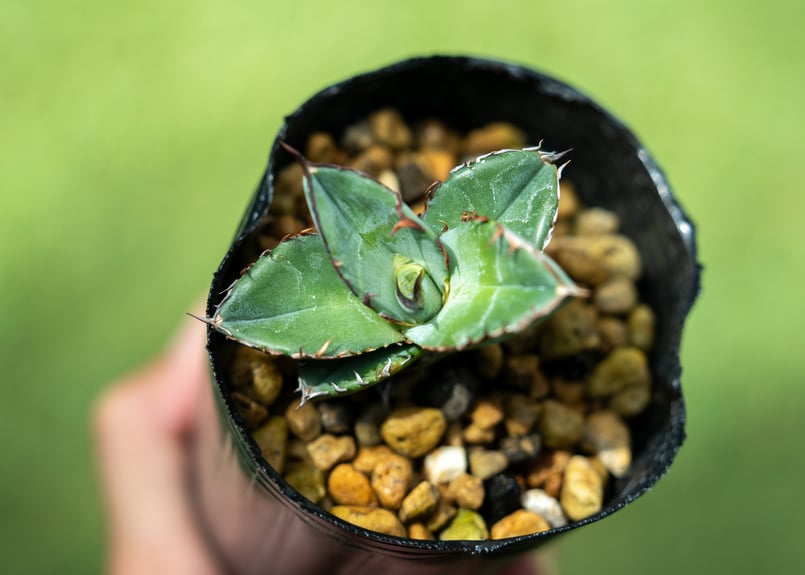 アガベ チタノタブルー 沖縄実生 No.3 | mana's farm:塊根植物・アガベ