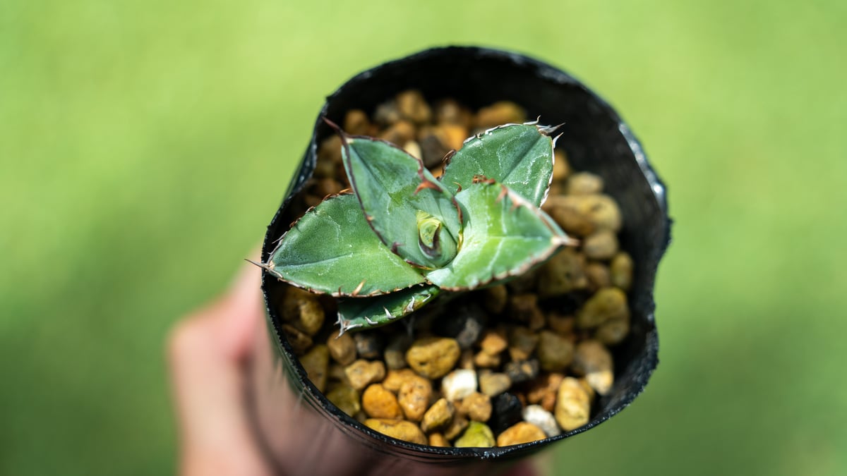 アガベ チタノタブルー 沖縄実生 No.3 | mana's farm:塊根植物・アガベ