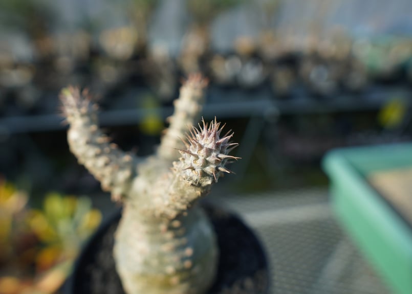 パキポディウム マカイエンセ Pachypodium makayense No.2 | man