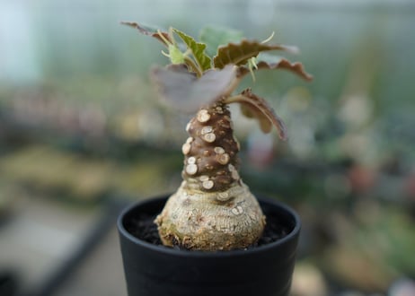 ドルステニア フォエチダ　Dorstenia foetida  斑入り No.1