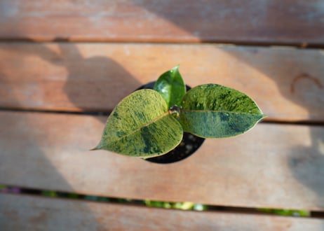 フィカス　ジン　Ficus elastica ”Jin”