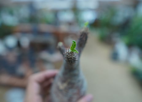 【抜き苗】パキポディウム　グラキリス　 Pachypodium Gracilius  No.7