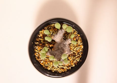 オトンナ クラビフォリア Othonna clavifolia