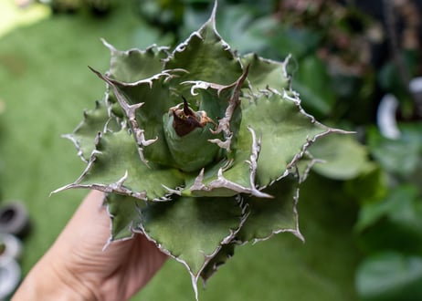 Agave titanota Solar eclipse 夕映嚴龍  NO.5