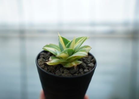 アガベ　王妃雷神錦　黄中斑　Agave　“Ohi Raijin Nishiki Kinakahu”