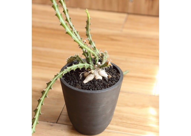 ユーフォルビア クンチー | mana's farm:塊根植物・アガベ・ドライ