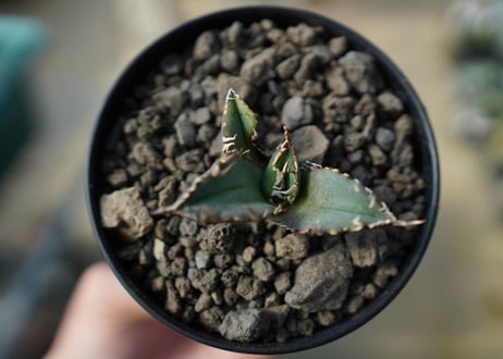 カキコアガベ　チタノタ　FO-76　agave titanota  FO-76　No.5