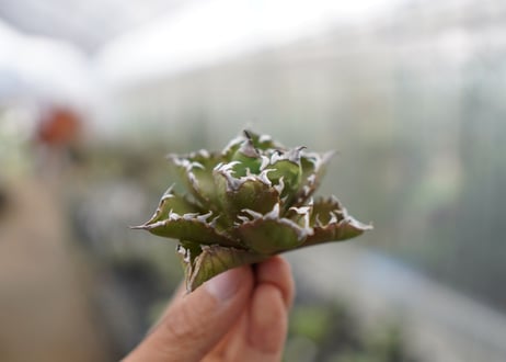 Agave titanota  Crab 螃蟹  NO.1