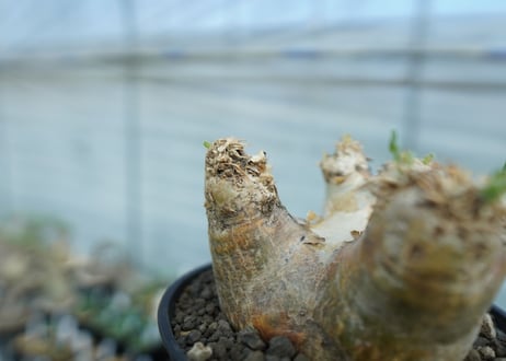 パキポディウム　エブレネウム　Pachypodium eburneum　No.2