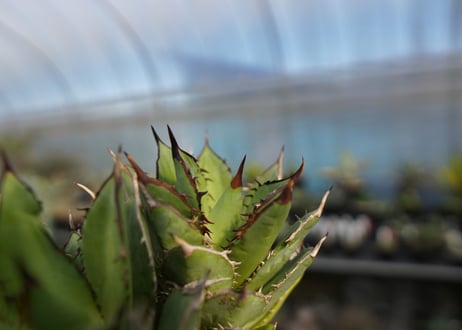 agave titanota 剣竜　No.4