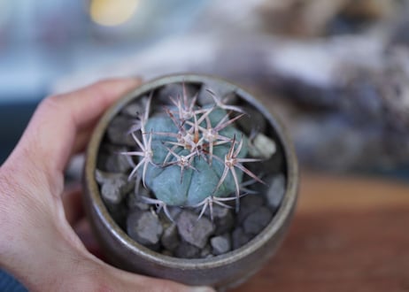 Echinocactus horizonthalonius