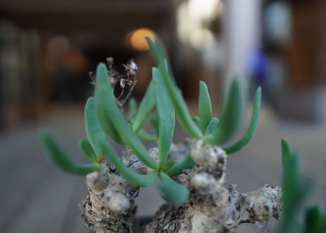 チレコドン　万物想　Tylecodon reticulatus