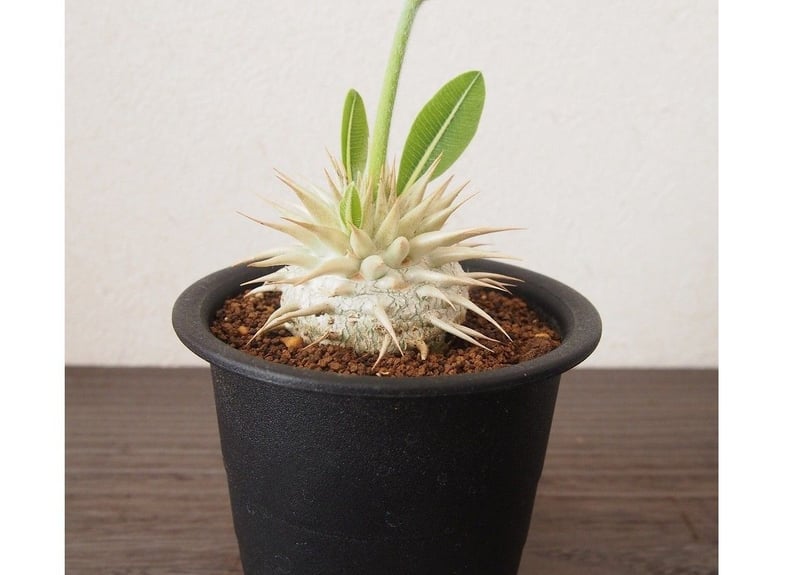 パキポディウム エブレネウム | mana's farm:塊根植物・アガベ・ドライ