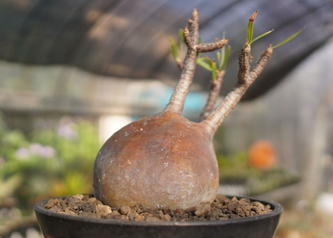 7/24までお値段！パキポディウムグラキリスleft botanical 寒々しく 